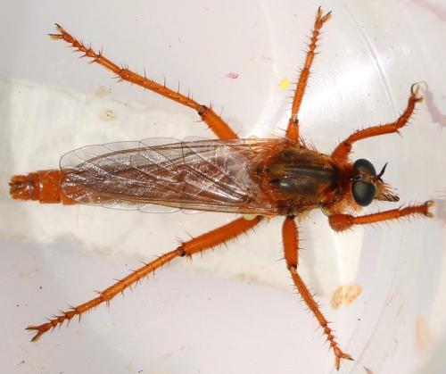 Réf. 322 311 : Stenopogon sabaudus